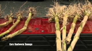 Rootworm Control  Tom Hunt  February 12 2016 [upl. by Ainegue]