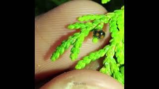 Pharoscymnus horni a ladybird beetle  Beneficial insect [upl. by Ilona]