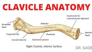 Clavicle bone I online study l [upl. by Boyer]