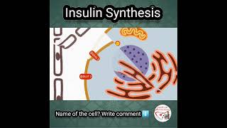 💦 INSULIN SYNTHESIS [upl. by Narhem]