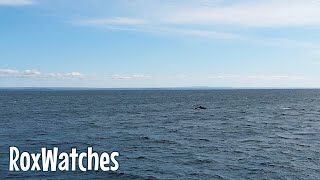 Whale watching adventure with AML croisières Tadoussac Québec  4K [upl. by Gievlos]