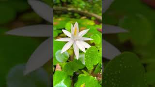 Lotus bloomed beauty of naturelove your surroundings sreenussstar [upl. by Ahterod]