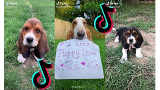 😍 Cutest Basset Hound 😂 Funny and Cute Basset Hound Videos [upl. by Tracy]