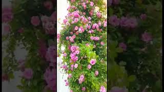 tips para rosales trepadores jardinería plantas rosas paisajismo gardening jardineriayplantas [upl. by Jobey494]