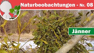 Naturbeobachtungen 08  Weißbeerige Mistel  WirteNichtwirte und Verbreiter [upl. by Renata93]