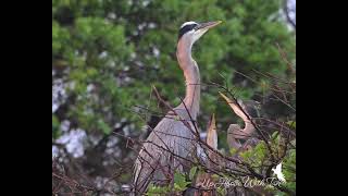 Great Blue Herons of Wakodahatchee Wetlands [upl. by Crist]