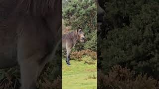 What is this exmoor pony doing [upl. by Ecal]