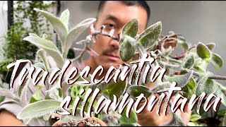 Tradescantia Sillamontana Care Tips and Propagation  WITH UPDATES [upl. by Thompson]