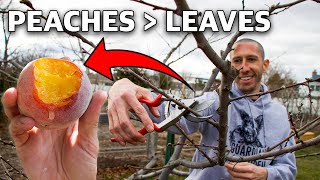 How to Prune a Peach Tree in 4 Simple Steps [upl. by Ahsemik]