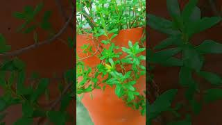 Beautiful purslane glooming 💐 nature flowers gardening [upl. by Grim]