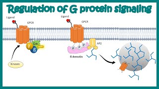 Desensitization of GPCR Regulation of G protein signaling by beta arrestin  Regulation by GRKs [upl. by Gamber]