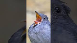 Reposting 🐦🕊️🕊️🐦Like Alarm 🚨⏰ sound 🐦🌳Beautiful Birds soundbird amezing nature youtubeshorts [upl. by Catharine248]