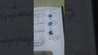 Formation of Lymphocytes and Monocytes physiology wbc leucopoisis [upl. by Mad851]