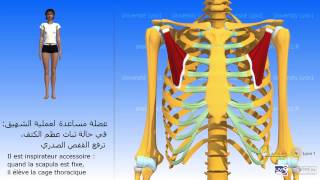 Le petit pectoral العضلة الصّدرية الصّغرى [upl. by Aihsotan]