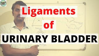 Ligaments of URINARY BLADDER [upl. by Ayerf]