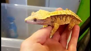 Angry Crested Gecko  Part 2 [upl. by Stanislaus]