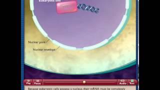 Prokaryotes vs Eucaryotes [upl. by Aneeres]