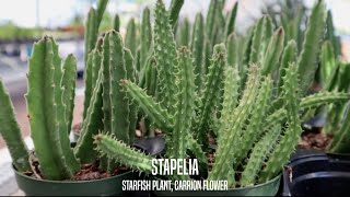 Stapelia the Starfish Plant and Carrion Flower [upl. by Ylrebmit]