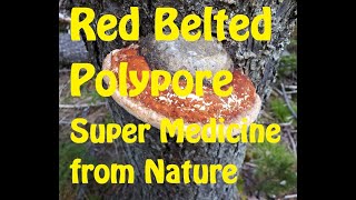 Red Belted Polypore  Super Medicine from Nature [upl. by Eiznikcm]