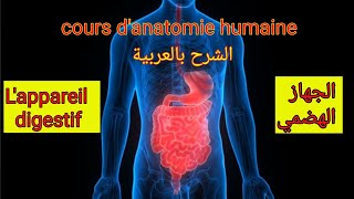 Le système digestif  Anatomie descriptive de lappareil digestif الجهاز الهضمي [upl. by Pfeffer529]