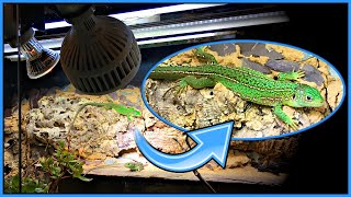 Lighting For Diurnal Reptiles  Bearded Dragons Lacertas Uromastyx Tortoises etc [upl. by Ennaear]