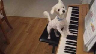 Amazing animal trick Dog singing and playing the piano [upl. by Aisatan]