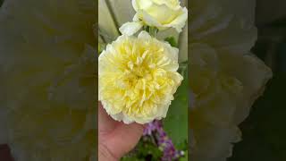 My no 12 most recommended climbing or rambling rose is ‘ the pilgrim’ Auswalker gardenerben [upl. by Akirdnahs]