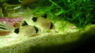 Corydoras Panda [upl. by Hessler279]