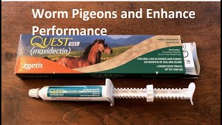 Worm Pigeons and Enhance Racing Performance [upl. by Atinomar943]