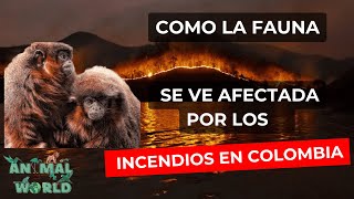 Incendios en Colombia🔥Como afecta su Fauna [upl. by Enitsrik742]