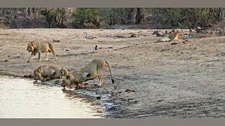 5 Monwana Male Lions seen with Birmingham Breakaway Lioness  Timbavati  30 September 2024 [upl. by Meehahs490]