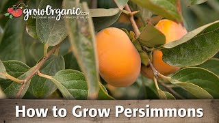 How To Grow Organic Persimmons [upl. by Azpurua]