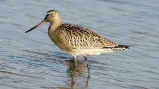 Bartailed Godwit  Bird Call  Bird Song [upl. by Ahrendt]