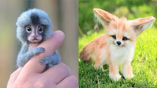 15 Cutest Exotic Animals You Can Own As Pets [upl. by Leahkim939]