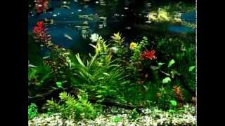 AQUARIUM JUWEL RIO 240 v EB 16 March 2012 [upl. by Ylesara]