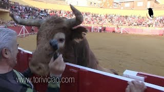 Canta jota al toro de Ustarroz y le remata en la valla  Lodosa 16 septiembre [upl. by Tristam]