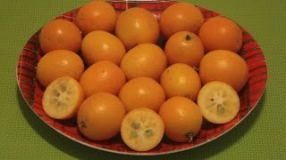 Kumquat How to Eat Kumquat 金桔 [upl. by Hgielyk]