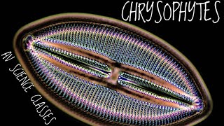 Chrysophytes [upl. by Johnny549]