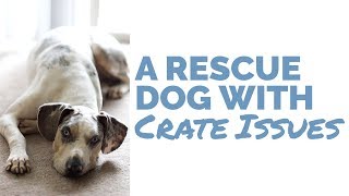 A Rescue Dog with Crate Issues [upl. by Yorgerg]