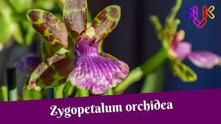 Zygopetalum orchidea gondozása és alap tudnivalók  Különleges orchidea [upl. by Pitarys]