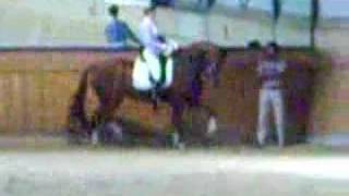 Ulla Salzgeber Dressage Warm Up Professional Competition [upl. by Kowatch677]