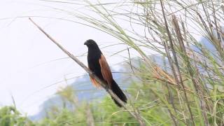 Lesser coucal call 番鵑叫聲 [upl. by Twitt815]