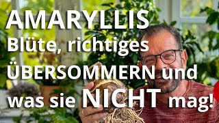 AMARYLLIS – blüht auch OHNE GRÜNEN DAUMEN [upl. by Juliet423]