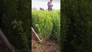 The process of digging up boxwood seedlings [upl. by Lucina]