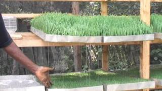 Hydroponics Fodder in Kenya [upl. by Ocisnarf689]