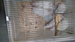 How the white rats Sprague  Dawley behaves in laboratory cage [upl. by Vani496]