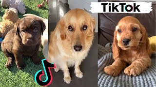 TIK TOKS THAT MAKE YOU GO AAWWW  Funny Dogs of TikTok Compilation  Cutest Puppies [upl. by Atteuqahc]