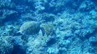 Nikon COOLPIX W300 Sea Turtles [upl. by Hanafee]