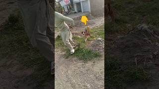 New dog ko pakad liya😱🐶dog doglover funny shorts [upl. by Ramberg]