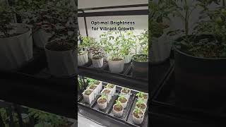 Unleash Your Indoor Gardening Potential with LED Grow Lights [upl. by Elac]